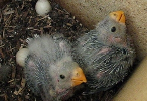 Eastern Rosella Chicks Day 16